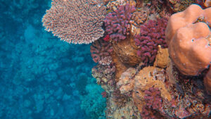 13. 🐠 GAMAT BAY 📍 Kabupaten Klungkung, Nusa Penida 1-1600x900