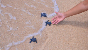 21. 🐢 TURTLE ISLAND (PULAU PENYU) 📍 Kabupaten Badung, Tanjung Benoa 5-1600x900