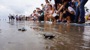 21. 🐢 TURTLE ISLAND (PULAU PENYU) 📍 Kabupaten Badung, Tanjung Benoa 7-1600x900