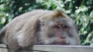 monkey forest 1600x900 (2)